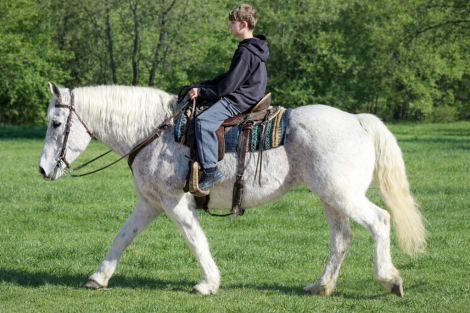 HorseID: 2308365 Gracie - PhotoID: 1092506