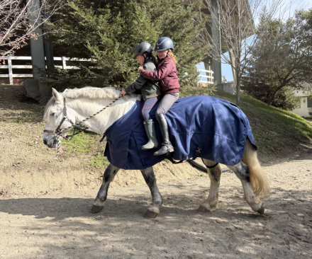 HorseID: 2308367 Wellington - PhotoID: 1092541