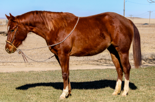 HorseID: 2308369 Del Gallos Playgirl - PhotoID: 1092509