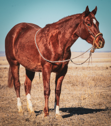 HorseID: 2308369 Del Gallos Playgirl - PhotoID: 1092511