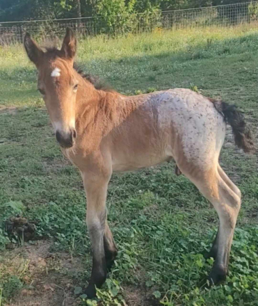 HorseID: 2308370 Prince Aragorn (Pending) - PhotoID: 1092512