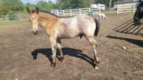 HorseID: 2308370 Prince Aragorn (Pending) - PhotoID: 1092513