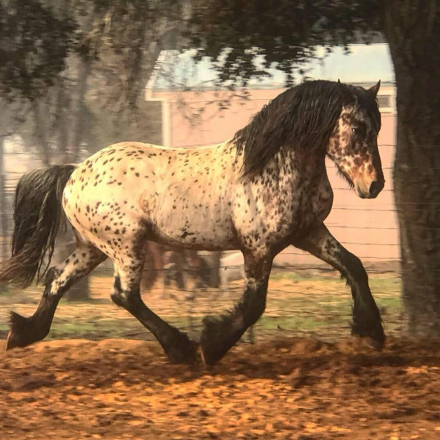 HorseID: 2308370 Prince Aragorn (Pending) - PhotoID: 1092514