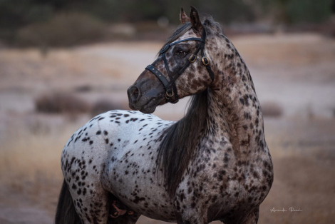 HorseID: 2308370 Prince Aragorn (Pending) - PhotoID: 1092515