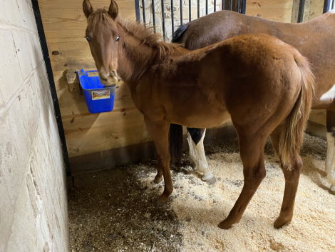 HorseID: 2308375 Awesome Looking Daisy - PhotoID: 1092519