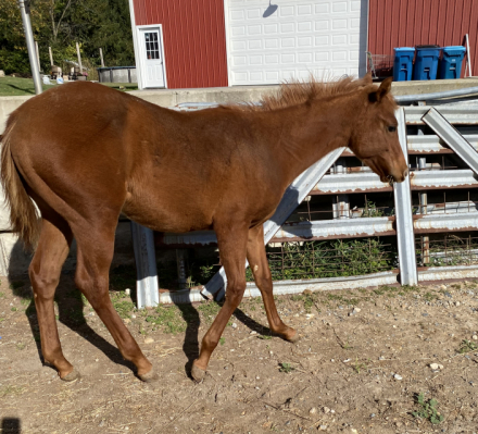 HorseID: 2308375 Awesome Looking Daisy - PhotoID: 1092520