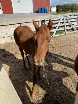HorseID: 2308375 Awesome Looking Daisy - PhotoID: 1092521