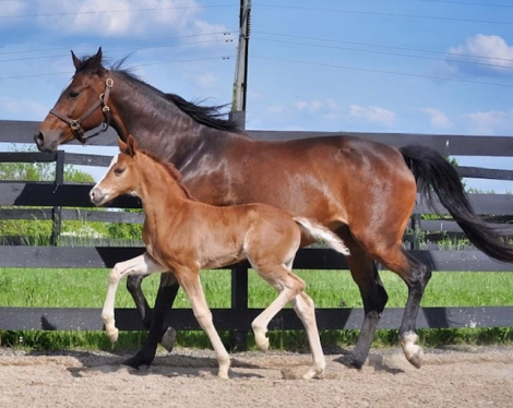 HorseID: 2308376 Blair - PhotoID: 1092517