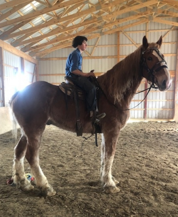 HorseID: 2308377 Barney - PhotoID: 1092516