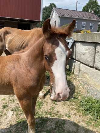 HorseID: 2308378 Specks of Awesome - PhotoID: 1092523