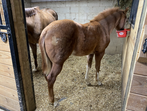 HorseID: 2308378 Specks of Awesome - PhotoID: 1092524