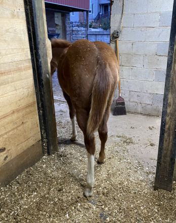 HorseID: 2308378 Specks of Awesome - PhotoID: 1092525