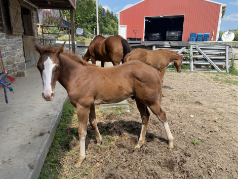 HorseID: 2308378 Specks of Awesome - PhotoID: 1092526