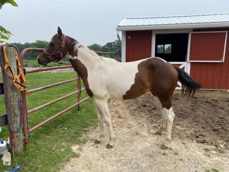 HorseID: 2308379 Lazy Lucy Lu - PhotoID: 1092527