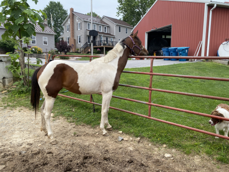 HorseID: 2308379 Lazy Lucy Lu - PhotoID: 1092528