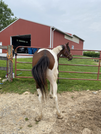 HorseID: 2308379 Lazy Lucy Lu - PhotoID: 1092530