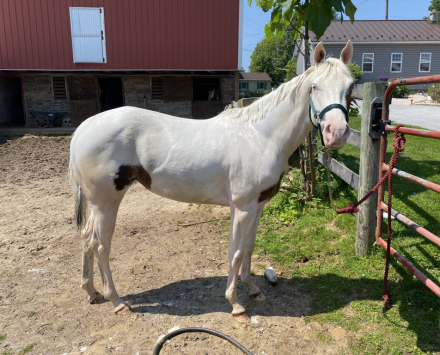 HorseID: 2308381 IM KINDA THRILLED - PhotoID: 1092531