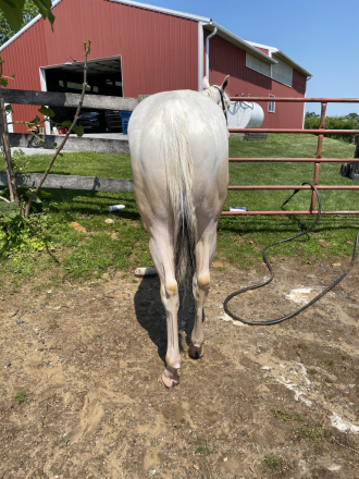 HorseID: 2308381 IM KINDA THRILLED - PhotoID: 1092533