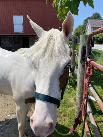 HorseID: 2308381 IM KINDA THRILLED - PhotoID: 1092534