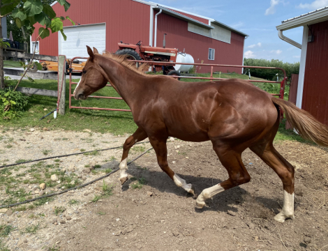 HorseID: 2308382 I LIKE THE CONCLUSION - PhotoID: 1092535