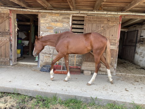 HorseID: 2308382 I LIKE THE CONCLUSION - PhotoID: 1092536