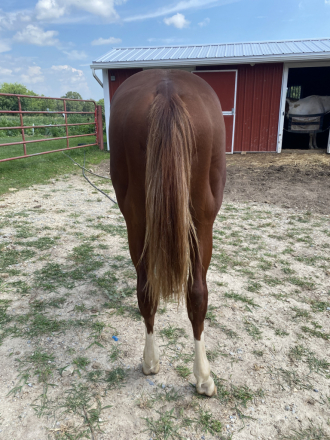 HorseID: 2308382 I LIKE THE CONCLUSION - PhotoID: 1092538