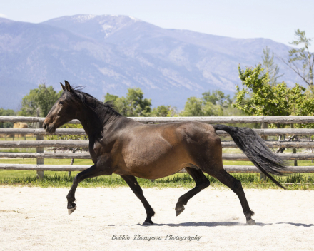 HorseID: 2308384 Cordobesa Sinia II - PhotoID: 1092540