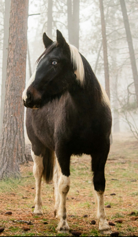 HorseID: 2308395 Adalida - PhotoID: 1092545