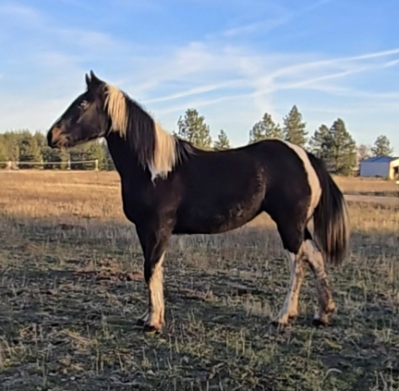 HorseID: 2308395 Adalida - PhotoID: 1092546