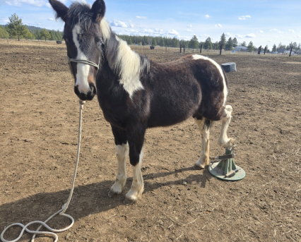 HorseID: 2308395 Adalida - PhotoID: 1092548