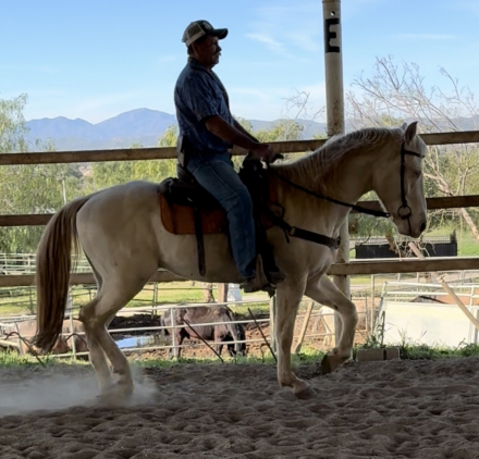 HorseID: 2308403 Destini - PhotoID: 1092549