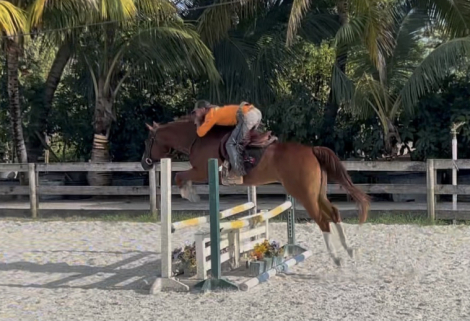 HorseID: 2308404 COWBOYS PREFER CHROME - PhotoID: 1092550