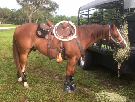 HorseID: 2308404 COWBOYS PREFER CHROME - PhotoID: 1092552