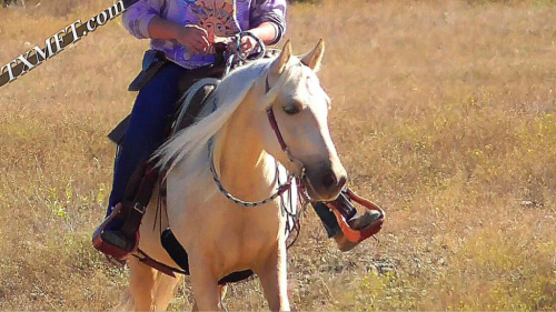 HorseID: 2308408 Sensations Southern Smoken Sass SS - PhotoID: 1092554