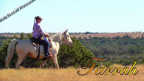 HorseID: 2308408 Sensations Southern Smoken Sass SS - PhotoID: 1092555