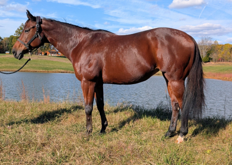 HorseID: 2308410 Luken At My Assets - PhotoID: 1092558