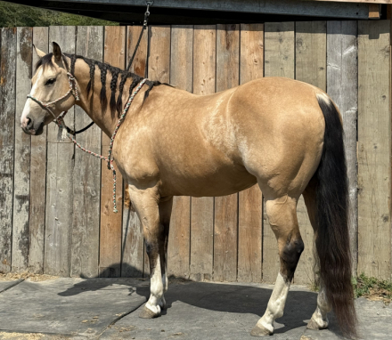 HorseID: 2308412 Ikes Dream Allicat - PhotoID: 1092559