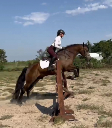 HorseID: 2308413 CBR Heartbreaker - PhotoID: 1092562