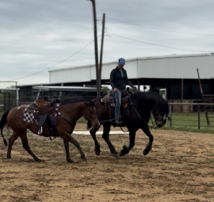 HorseID: 2308413 CBR Heartbreaker - PhotoID: 1092563