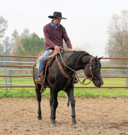 HorseID: 2308417 Super Hottie - PhotoID: 1092565