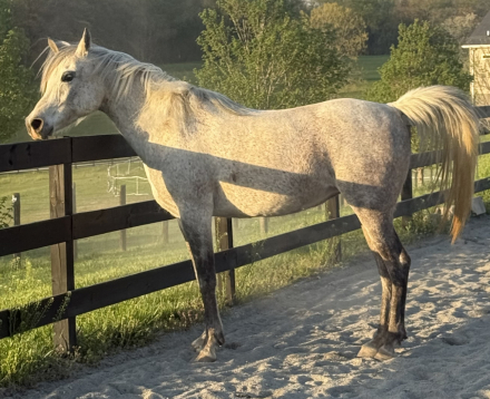 HorseID: 2308421 Infinity Jazmine - PhotoID: 1092568