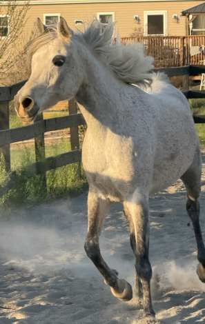 HorseID: 2308421 Infinity Jazmine - PhotoID: 1092569