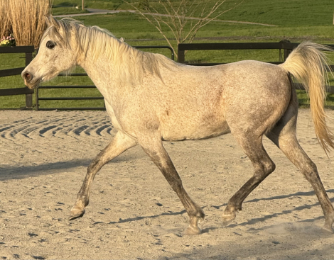 HorseID: 2308421 Infinity Jazmine - PhotoID: 1092570