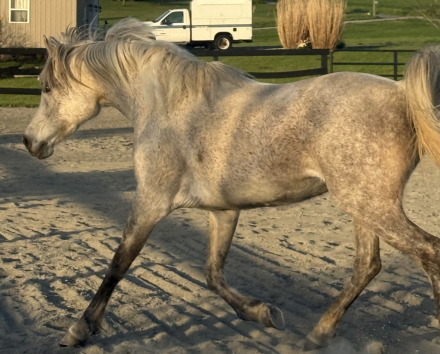 HorseID: 2308421 Infinity Jazmine - PhotoID: 1092571