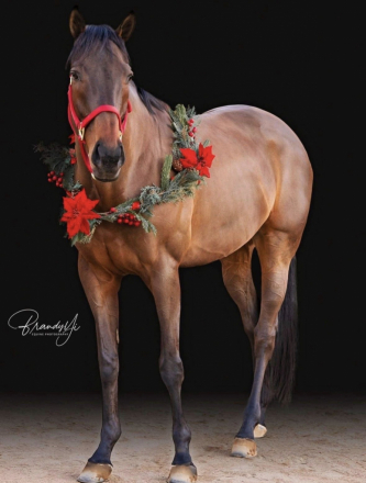 HorseID: 2308422 Thoroughbred for On-Site Lease - PhotoID: 1092572