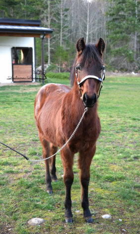 HorseID: 2308423 Whizkey N Pearls - PhotoID: 1092573