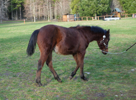 HorseID: 2308423 Whizkey N Pearls - PhotoID: 1092575