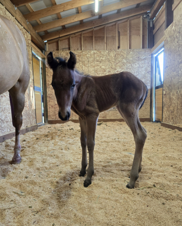 HorseID: 2308423 Whizkey N Pearls - PhotoID: 1092576