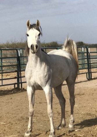 HorseID: 2308424 Nasmat Fahdeelah - PhotoID: 1092577