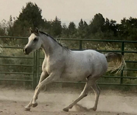 HorseID: 2308424 Nasmat Fahdeelah - PhotoID: 1092578